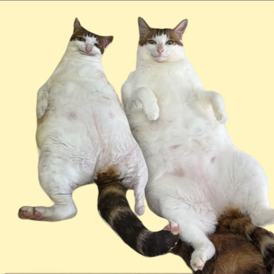 Funky Cat Pillow
