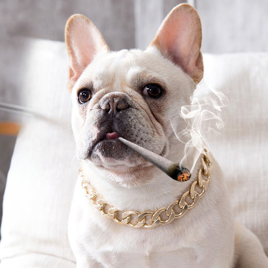 French Bulldog Plastic Gold Chain